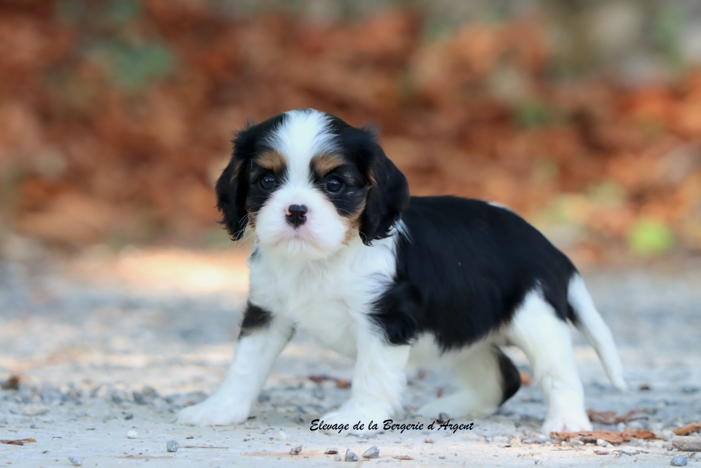 De La Bergerie D'Argent - Chiots disponibles - Cavalier King Charles Spaniel