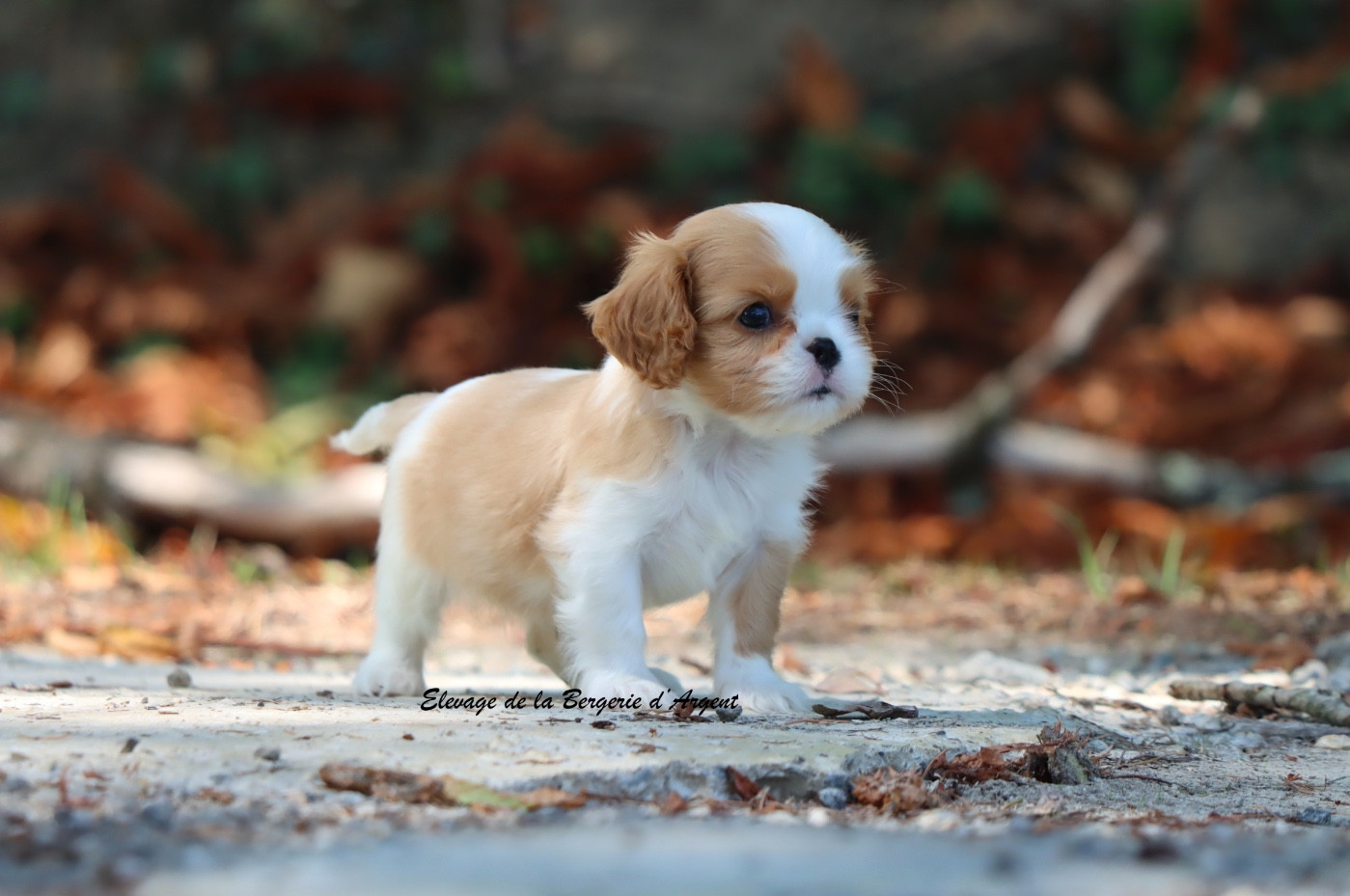 De La Bergerie D'Argent - Chiots disponibles - Cavalier King Charles Spaniel