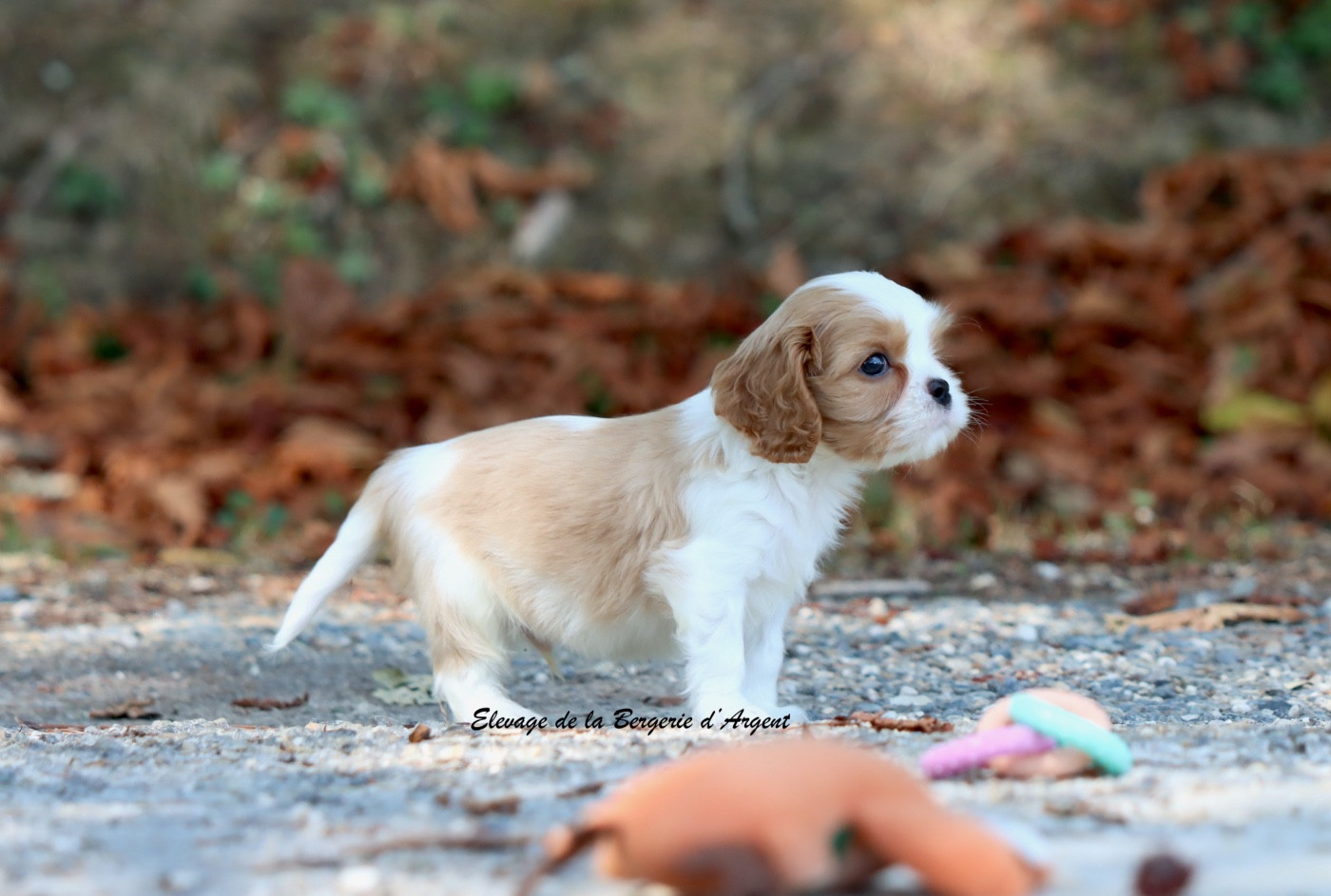 De La Bergerie D'Argent - Chiots disponibles - Cavalier King Charles Spaniel