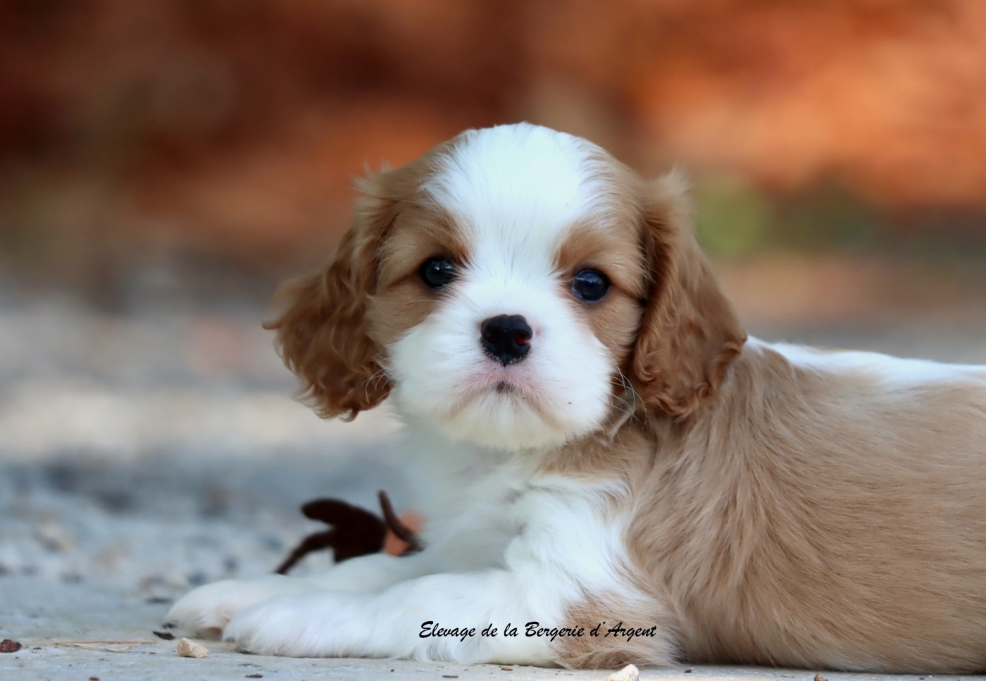 De La Bergerie D'Argent - Chiots disponibles - Cavalier King Charles Spaniel