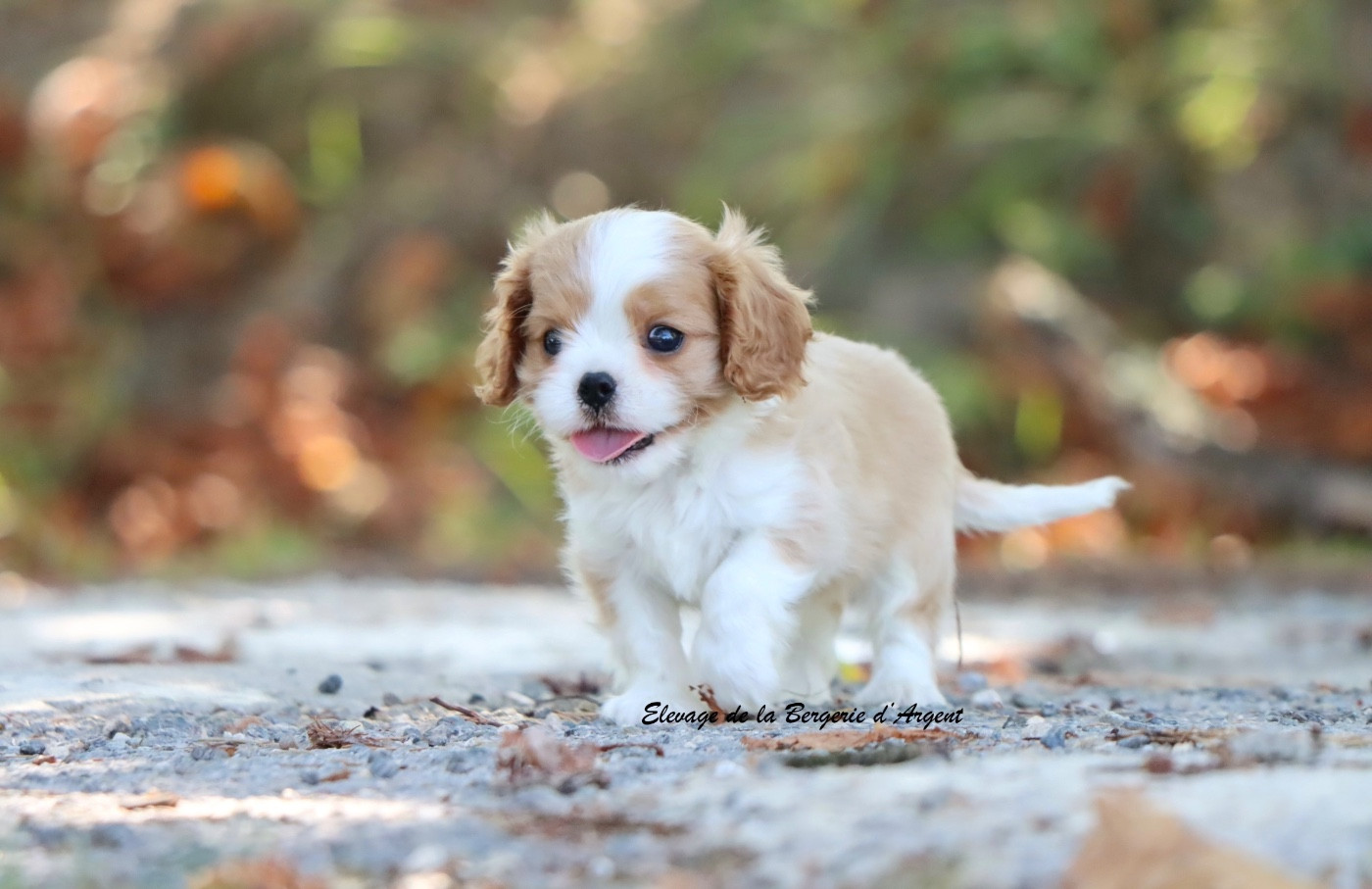 De La Bergerie D'Argent - Chiots disponibles - Cavalier King Charles Spaniel