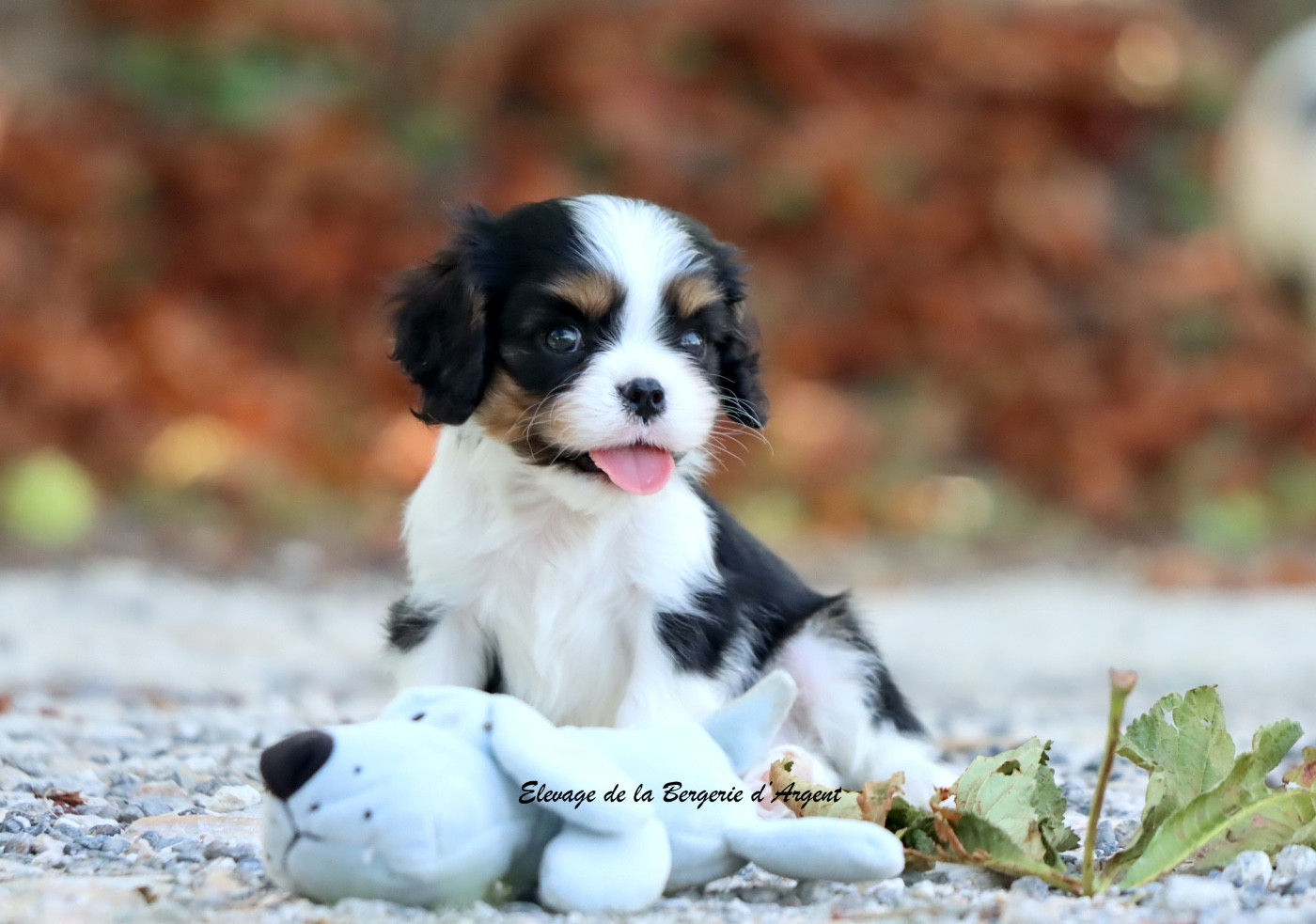 De La Bergerie D'Argent - Chiots disponibles - Cavalier King Charles Spaniel