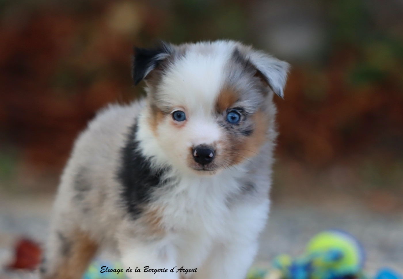 De La Bergerie D'Argent - Chiots disponibles - Berger Américain Miniature 