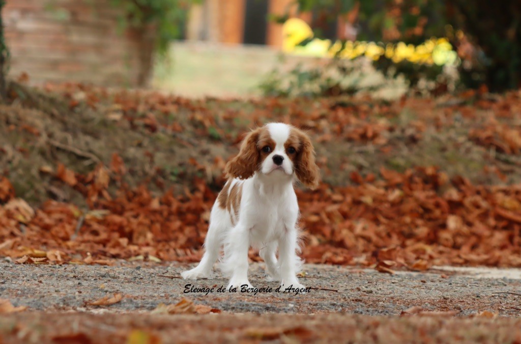 de la bergerie d'argent - Chiots disponibles - Cavalier King Charles Spaniel