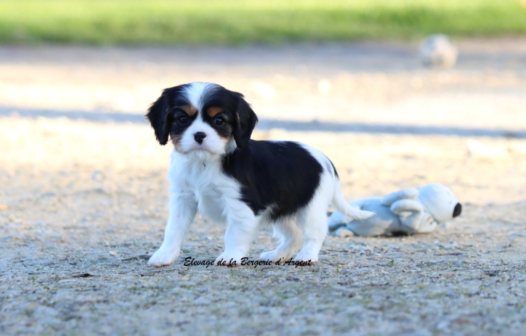 de la bergerie d'argent - Chiots disponibles - Cavalier King Charles Spaniel