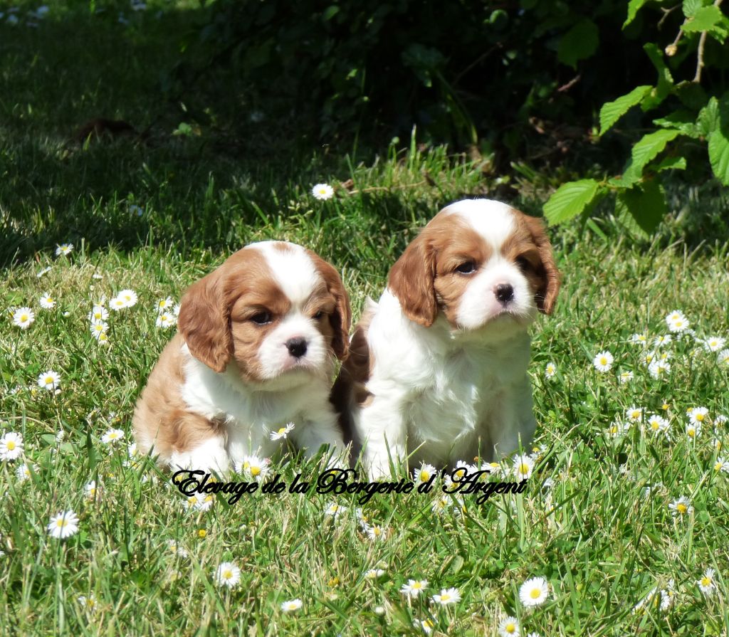 Chiot Cavalier King Charles Spaniel De La Bergerie D'Argent