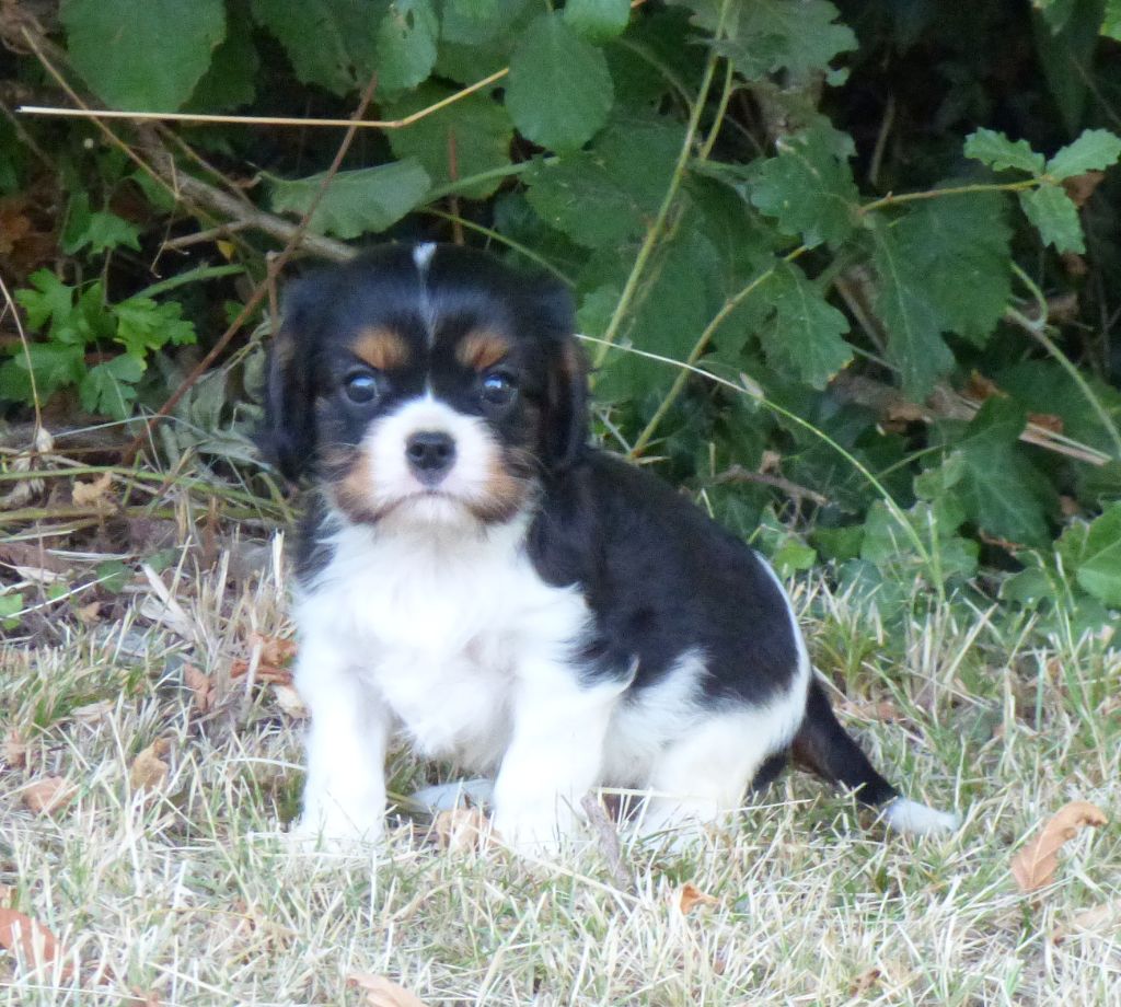 Chiot Cavalier King Charles Spaniel de la bergerie d'argent