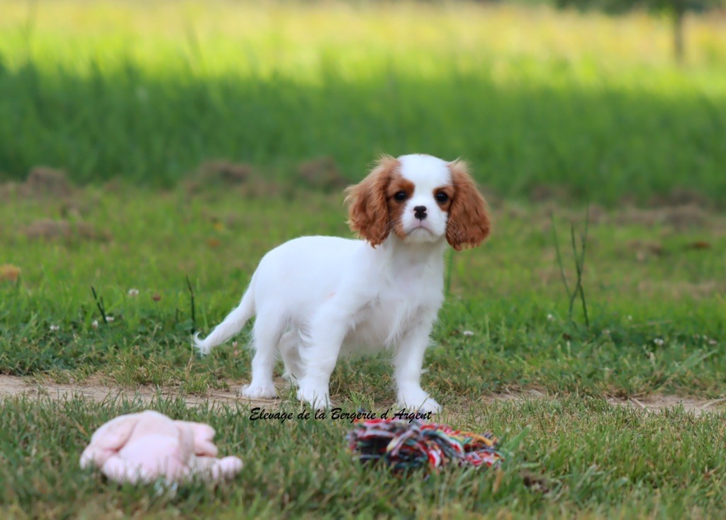 de la bergerie d'argent - Chiots disponibles - Cavalier King Charles Spaniel