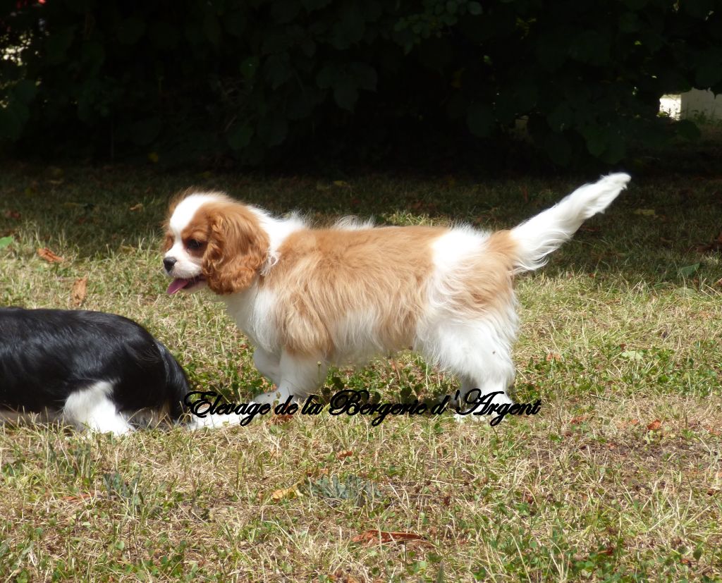 Chiot Cavalier King Charles Spaniel De La Bergerie D'Argent