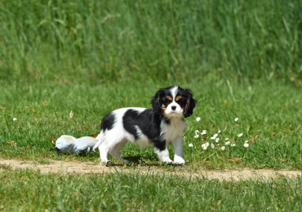 de la bergerie d'argent - Chiots disponibles - Cavalier King Charles Spaniel