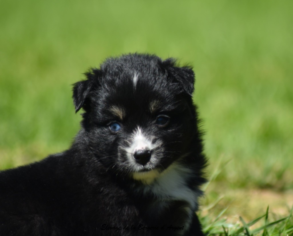 de la bergerie d'argent - Chiots disponibles - Berger Américain Miniature 