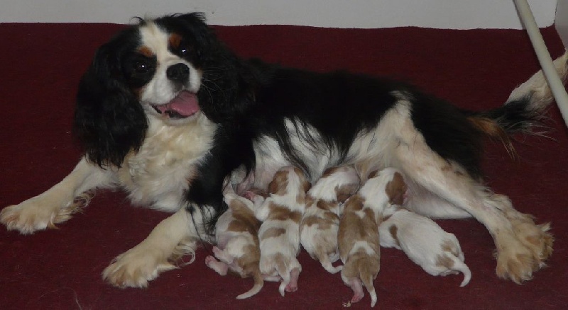 Chiot Cavalier King Charles Spaniel de la bergerie d'argent