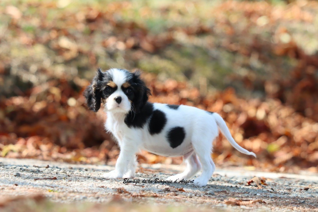 de la bergerie d'argent - Chiots disponibles - Cavalier King Charles Spaniel