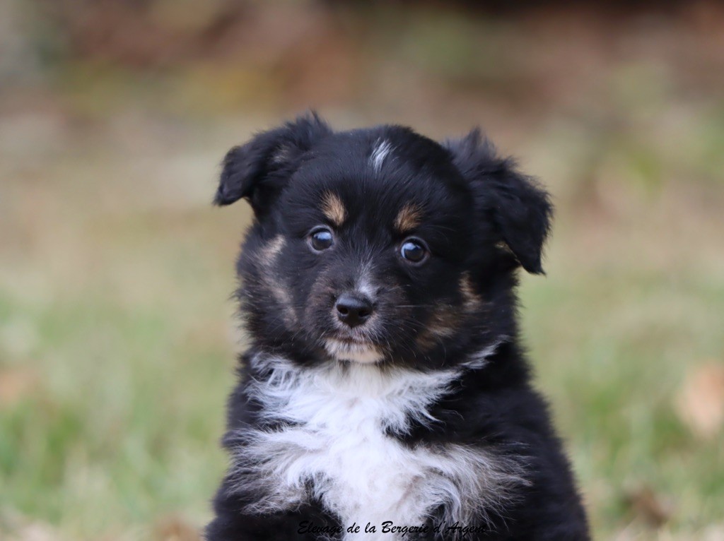 de la bergerie d'argent - Chiots disponibles - Berger Américain Miniature 