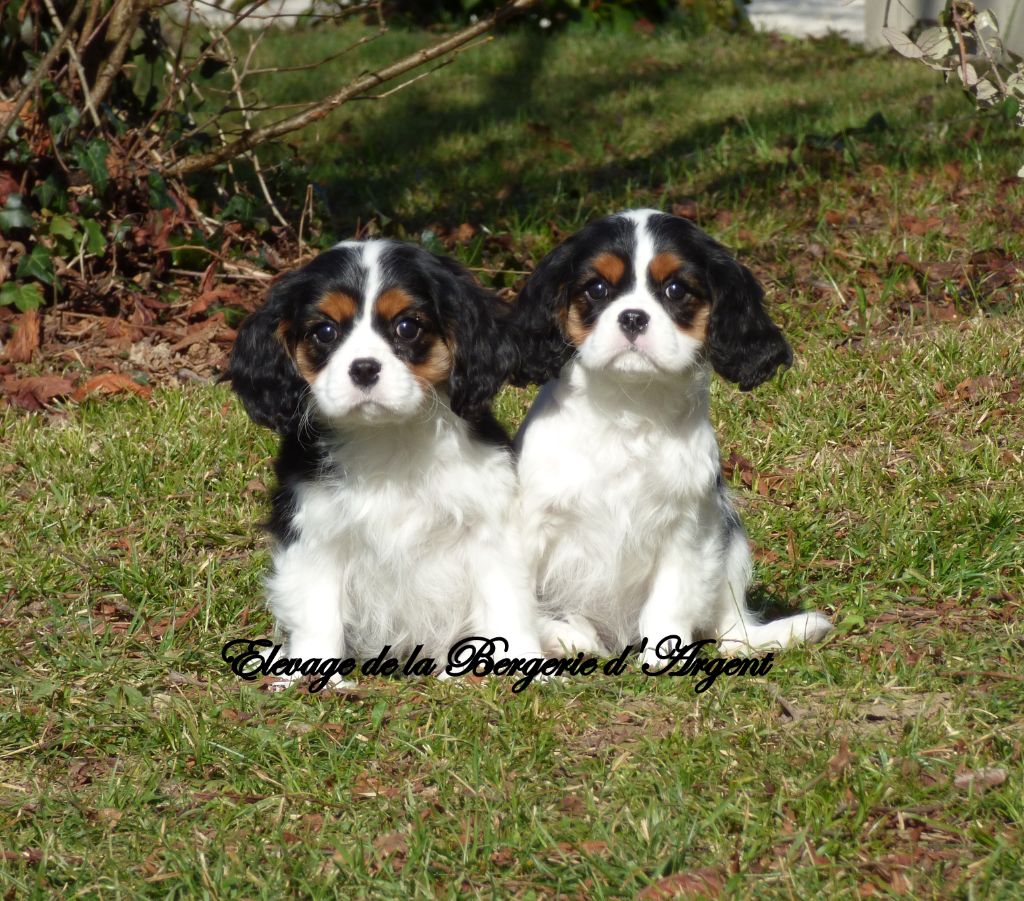 Chiot Cavalier King Charles Spaniel de la bergerie d'argent