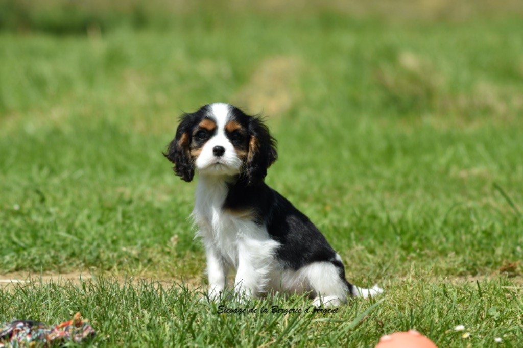 de la bergerie d'argent - Chiots disponibles - Cavalier King Charles Spaniel
