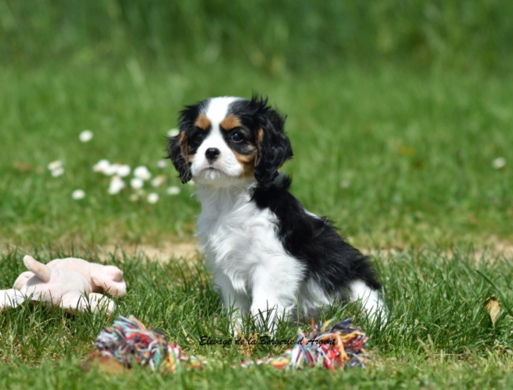 de la bergerie d'argent - Chiots disponibles - Cavalier King Charles Spaniel