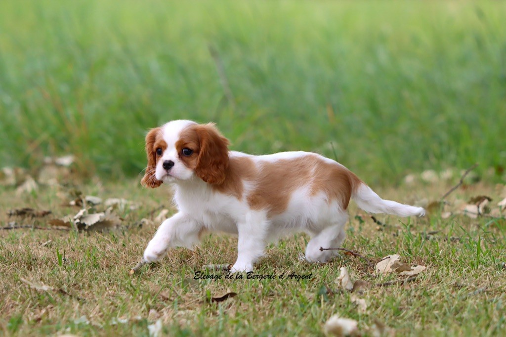 de la bergerie d'argent - Chiots disponibles - Cavalier King Charles Spaniel