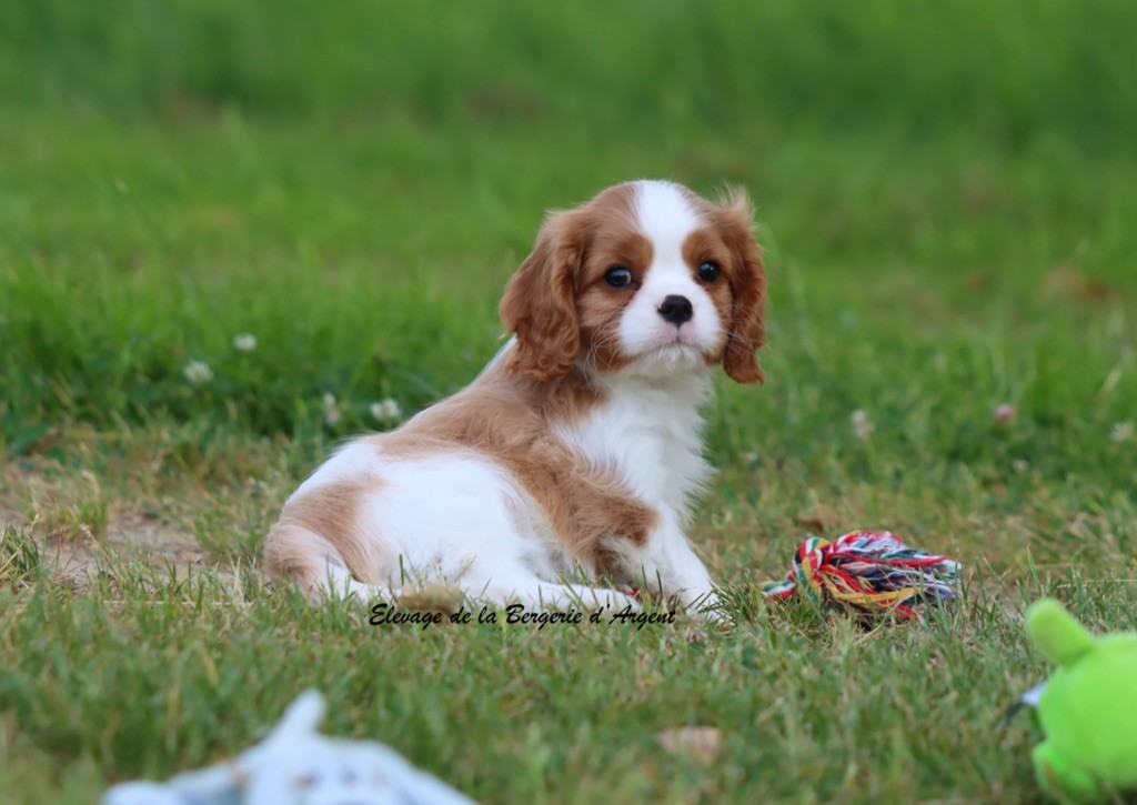 de la bergerie d'argent - Cavalier King Charles Spaniel - Portée née le 15/04/2025