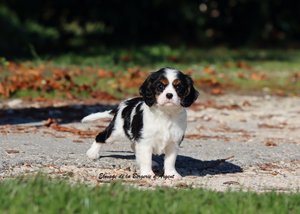 de la bergerie d'argent - Chiots disponibles - Cavalier King Charles Spaniel