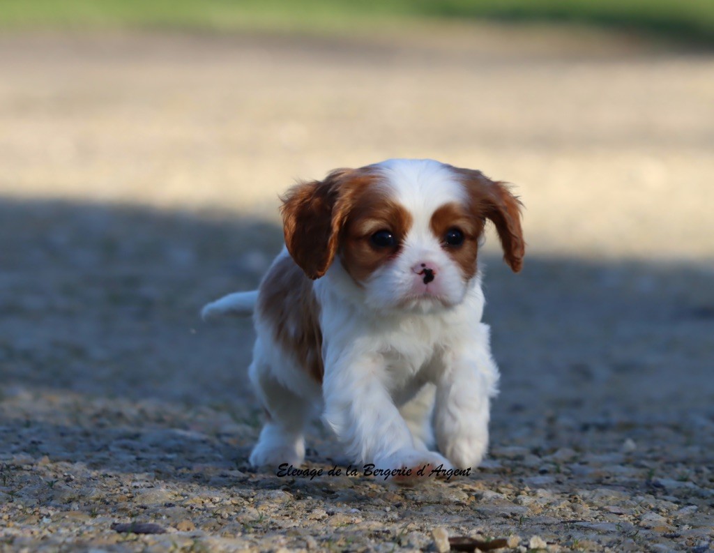 de la bergerie d'argent - Chiots disponibles - Cavalier King Charles Spaniel