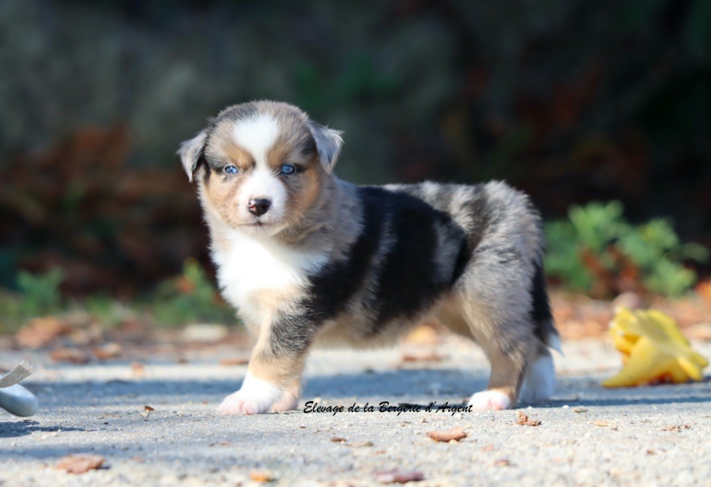 de la bergerie d'argent - Chiots disponibles - Berger Américain Miniature 