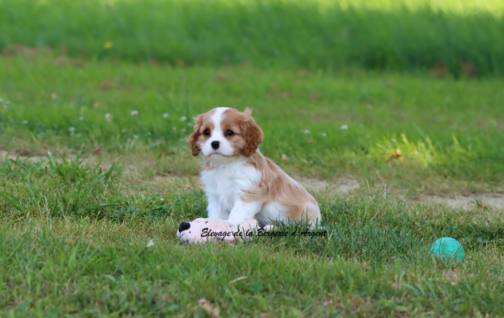 de la bergerie d'argent - Chiots disponibles - Cavalier King Charles Spaniel