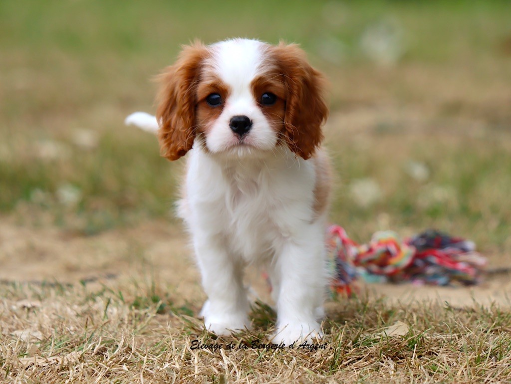 Chiot Cavalier King Charles Spaniel de la bergerie d'argent
