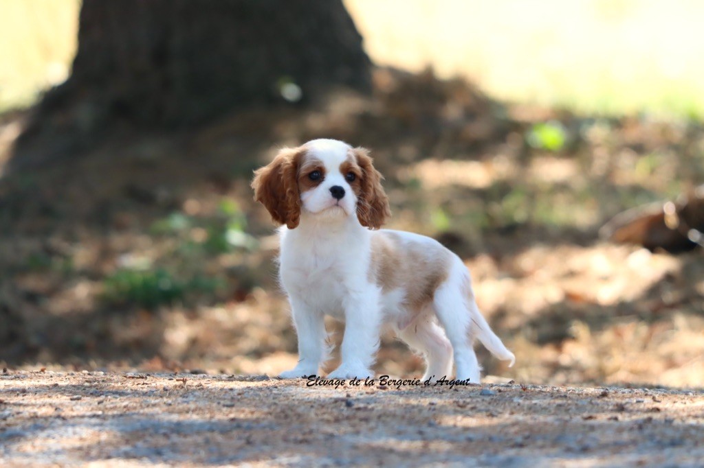 de la bergerie d'argent - Chiots disponibles - Cavalier King Charles Spaniel