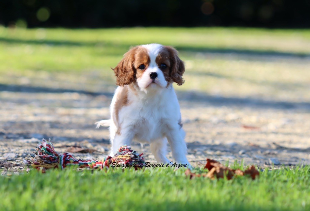 Chiot Cavalier King Charles Spaniel de la bergerie d'argent