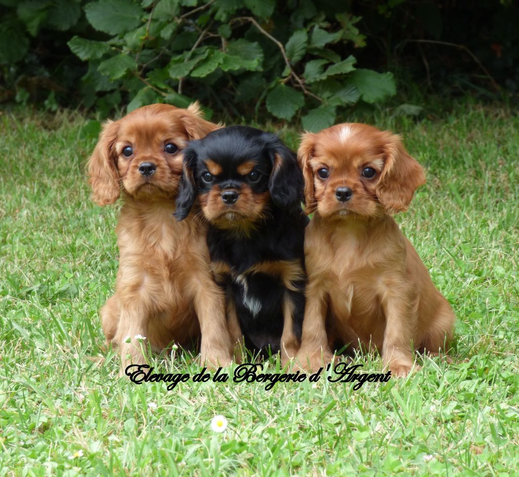 Chiot Cavalier King Charles Spaniel De La Bergerie D'Argent