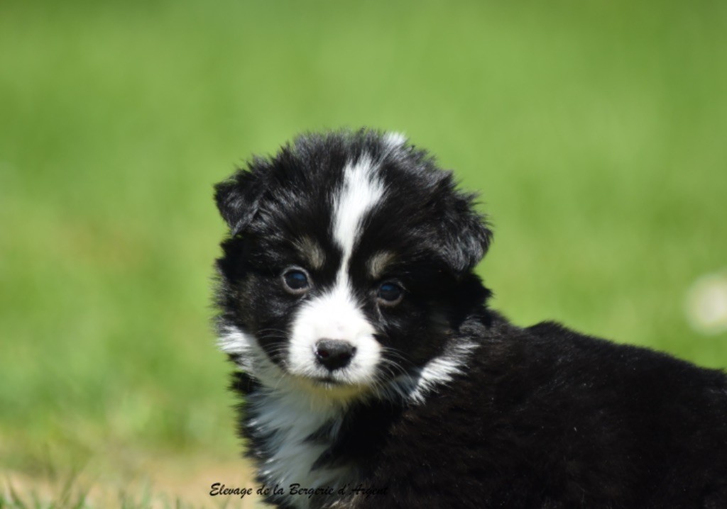 de la bergerie d'argent - Chiots disponibles - Berger Américain Miniature 