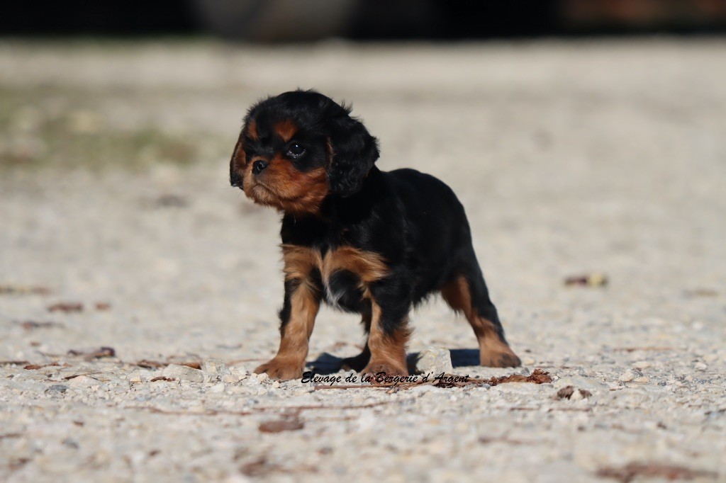 de la bergerie d'argent - Chiots disponibles - Cavalier King Charles Spaniel