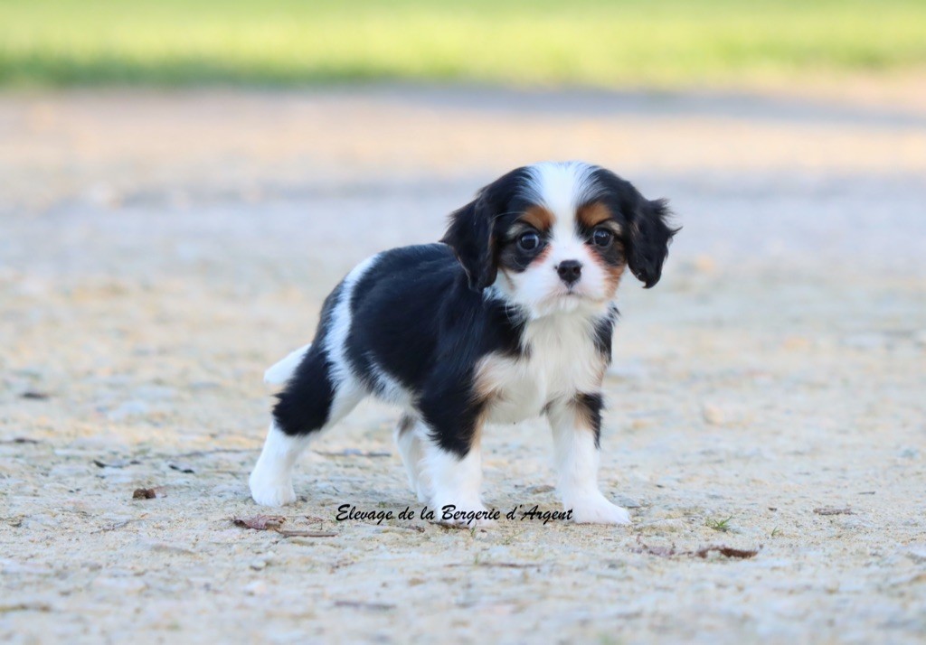 de la bergerie d'argent - Chiots disponibles - Cavalier King Charles Spaniel