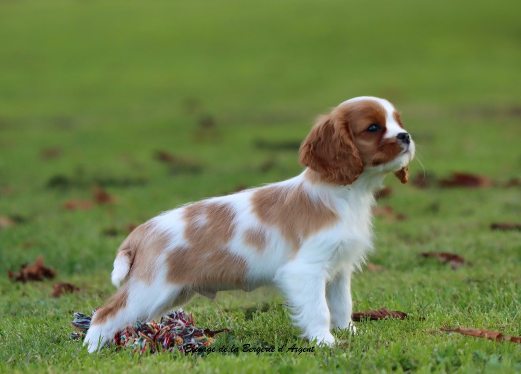 de la bergerie d'argent - Chiots disponibles - Cavalier King Charles Spaniel