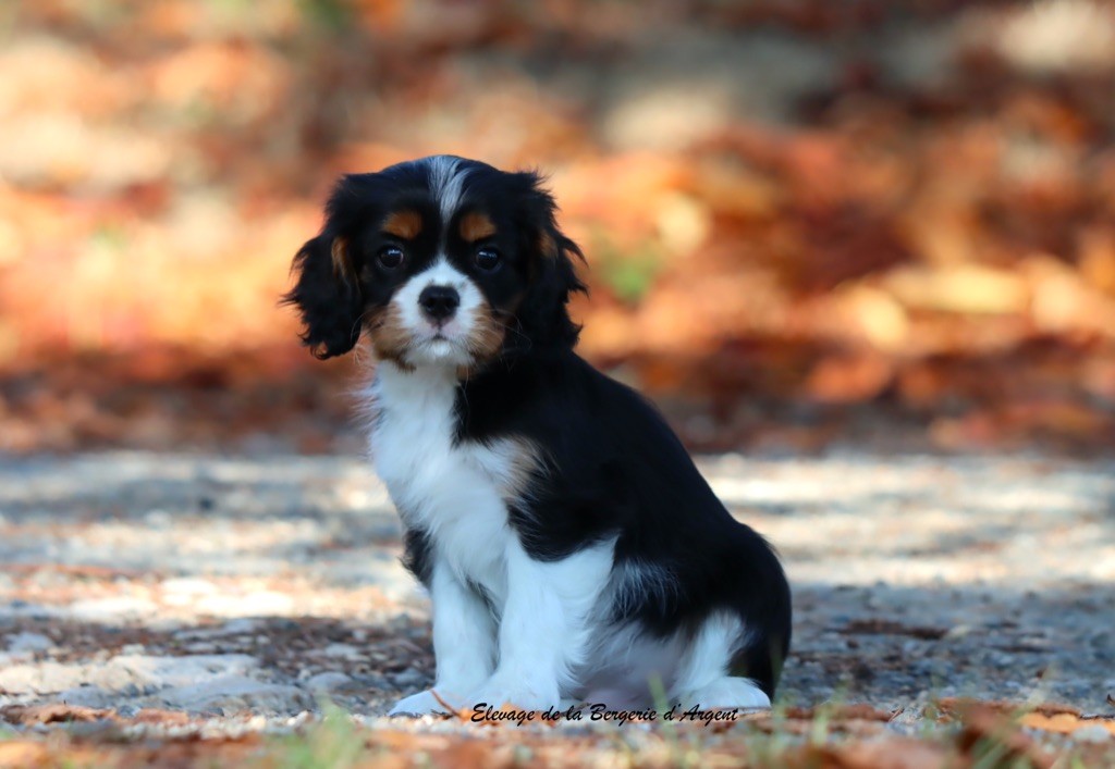 de la bergerie d'argent - Chiots disponibles - Cavalier King Charles Spaniel