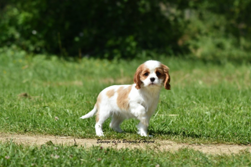de la bergerie d'argent - Chiots disponibles - Cavalier King Charles Spaniel