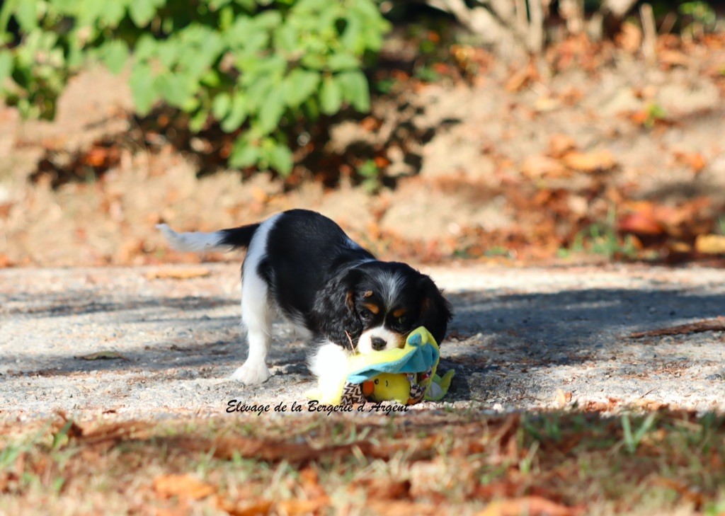 Chiot Cavalier King Charles Spaniel de la bergerie d'argent
