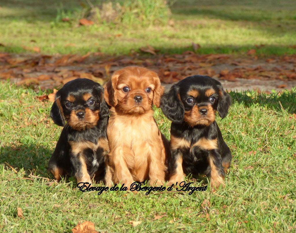 Chiot Cavalier King Charles Spaniel de la bergerie d'argent