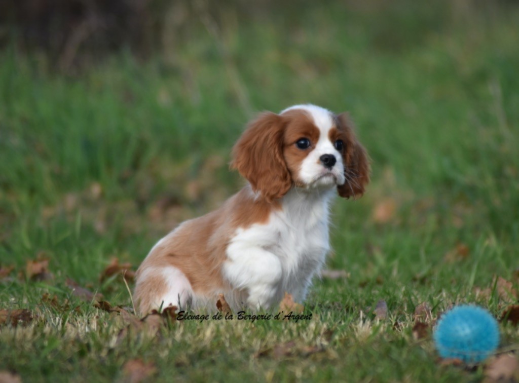Chiot Cavalier King Charles Spaniel de la bergerie d'argent