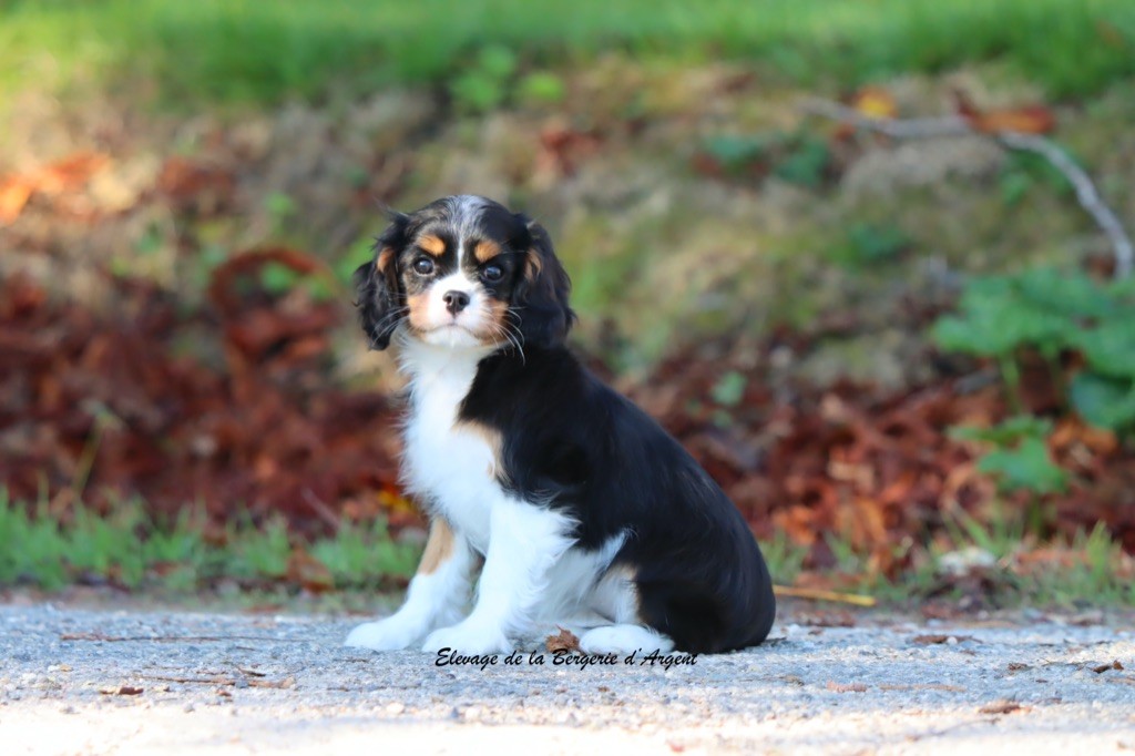 de la bergerie d'argent - Chiots disponibles - Cavalier King Charles Spaniel