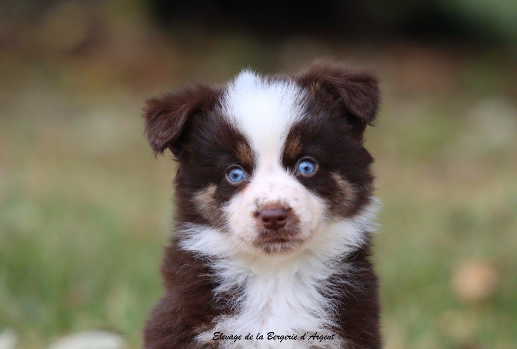 de la bergerie d'argent - Chiots disponibles - Berger Américain Miniature 