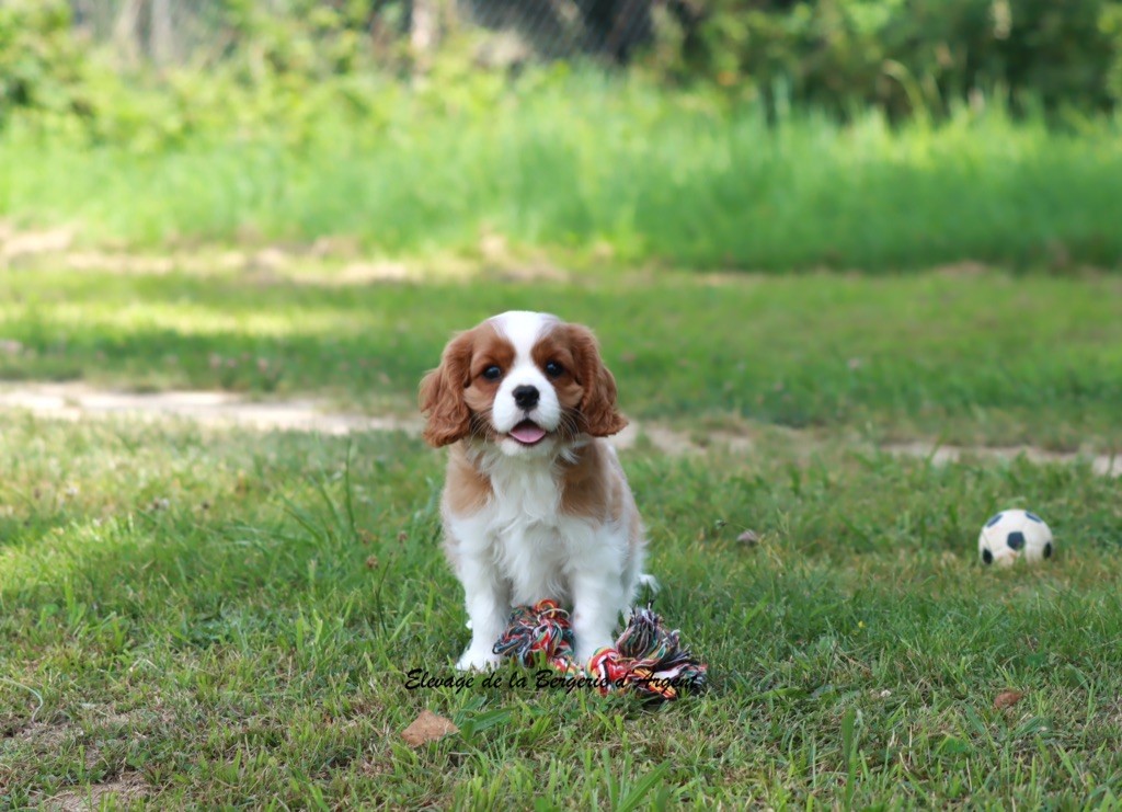 de la bergerie d'argent - Chiots disponibles - Cavalier King Charles Spaniel