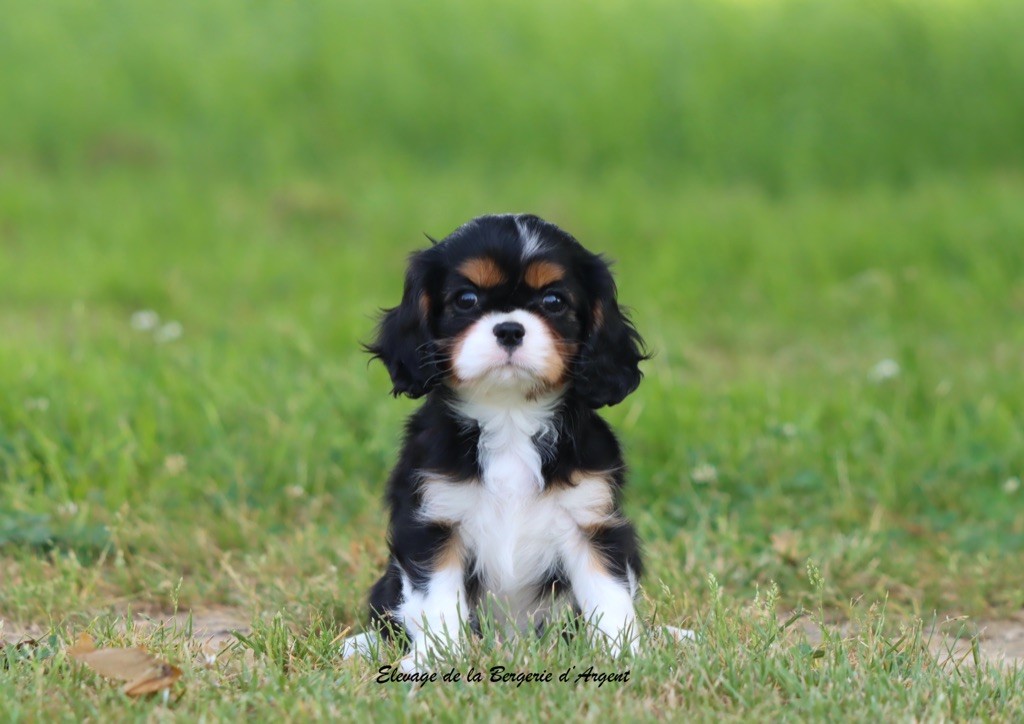 de la bergerie d'argent - Chiots disponibles - Cavalier King Charles Spaniel