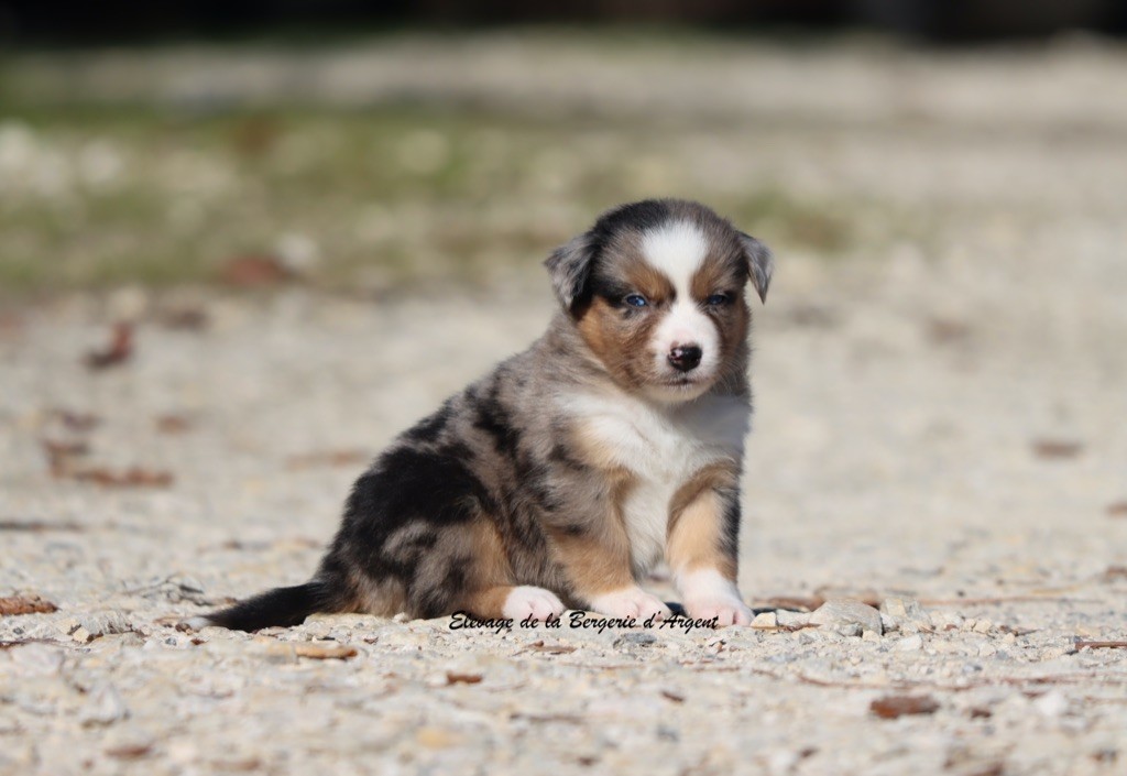 Chiot Berger Américain Miniature  de la bergerie d'argent