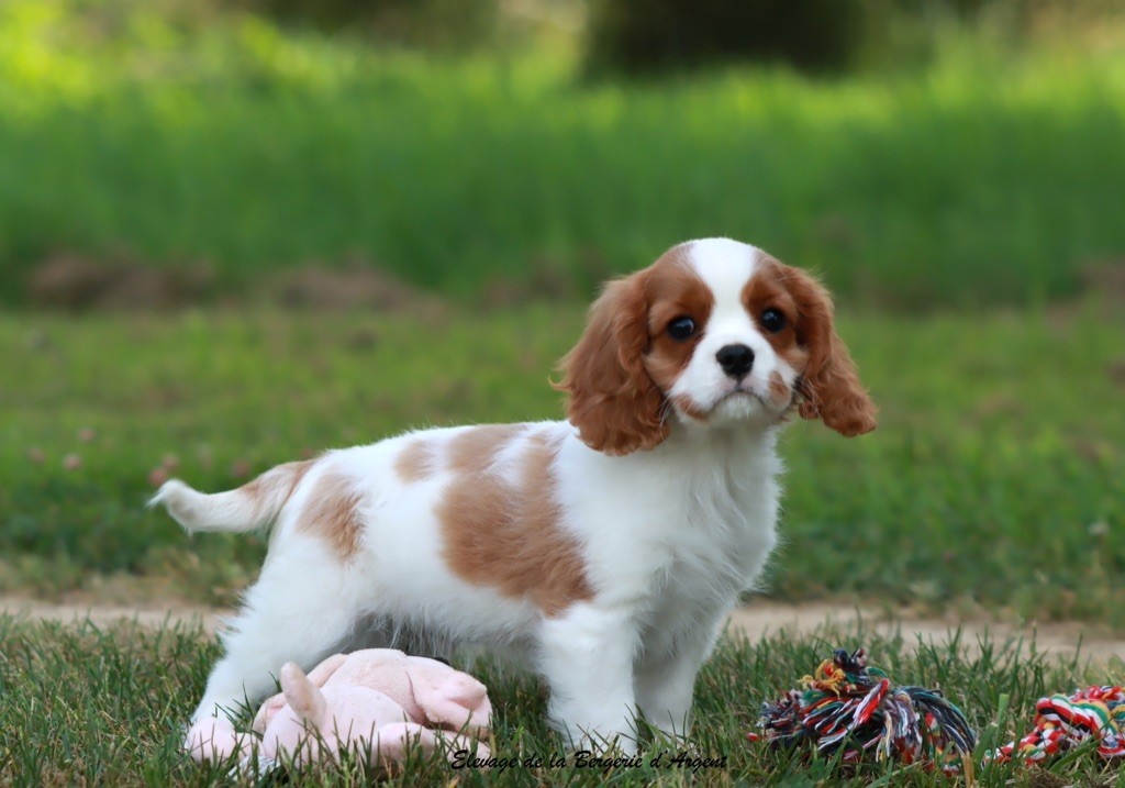 de la bergerie d'argent - Chiots disponibles - Cavalier King Charles Spaniel