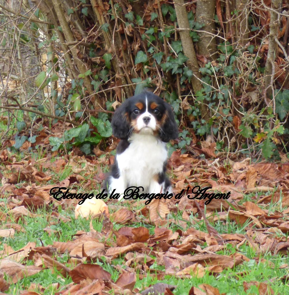 Chiot Cavalier King Charles Spaniel De La Bergerie D'Argent