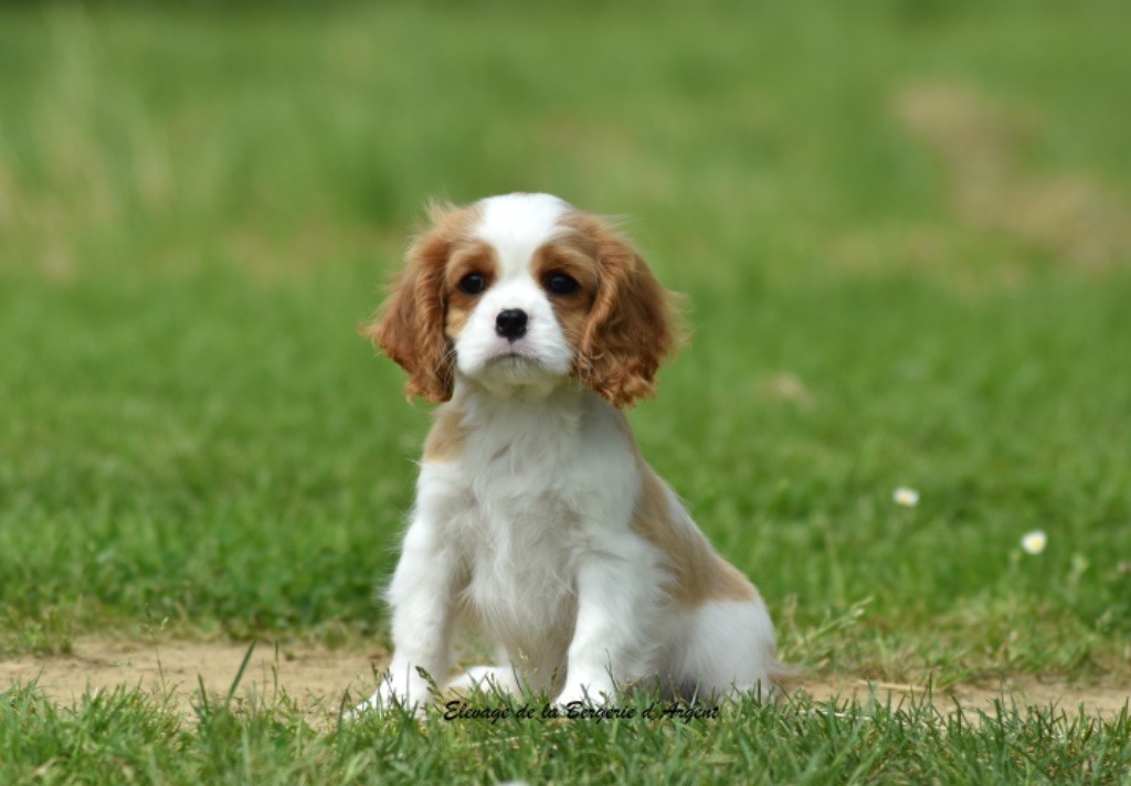 de la bergerie d'argent - Chiots disponibles - Cavalier King Charles Spaniel