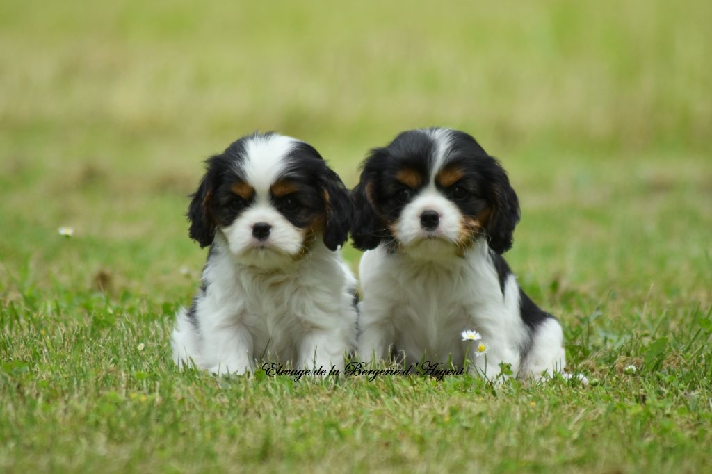 Chiot Cavalier King Charles Spaniel de la bergerie d'argent
