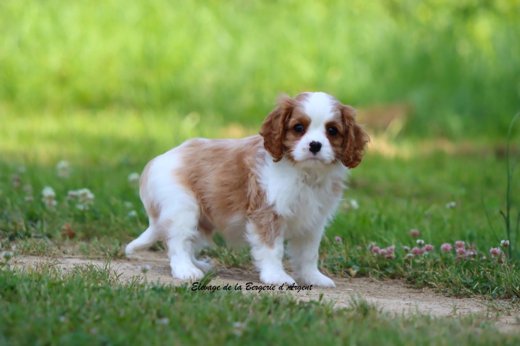 de la bergerie d'argent - Chiots disponibles - Cavalier King Charles Spaniel